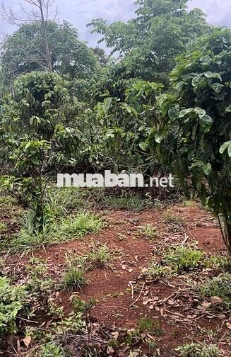 chính chủ có gì bán nấy , có sao nói vậy, y hình, y chất đất, dân cư