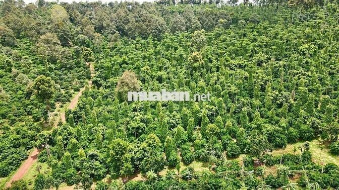 ĐẤT ĐẸP GIÁ TỐT CHÍNH CHỦ CẦN BÁN Lô Đất Tại Đắk Sắk,Đắk Mil,Đắk Nông