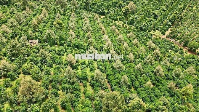 ĐẤT ĐẸP GIÁ TỐT CHÍNH CHỦ CẦN BÁN Lô Đất Tại Đắk Sắk,Đắk Mil,Đắk Nông