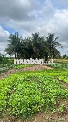 Đất vườn dừa full nền xã Mỹ Thạnh, Ba Tri