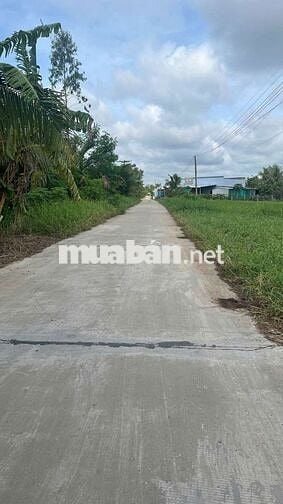 Đất vườn dừa full nền xã Mỹ Thạnh, Ba Tri