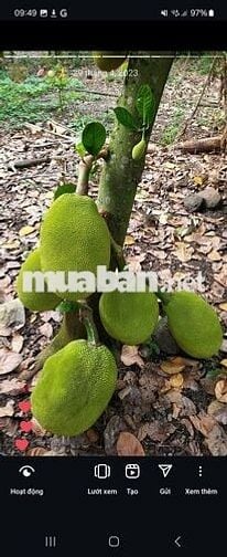 Đất nông nghiệp+2530m2+ ấp 18 Gia Đình, Xã Bảo Quang. TP.Long Khánh