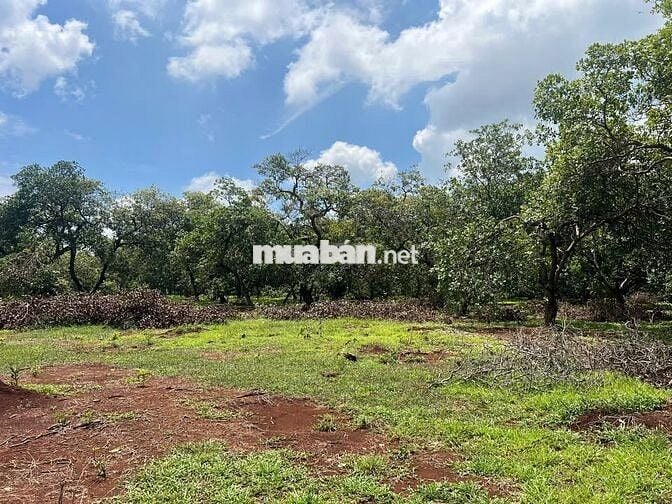 Chủ Ngộp Cần Sang Lô Đất Ở DH519