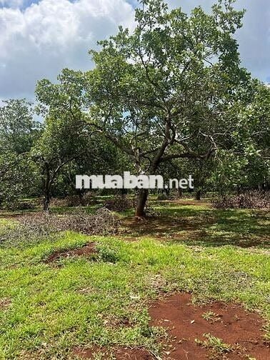 Chủ Ngộp Cần Sang Lô Đất Ở DH519