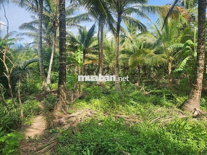 Chính chủ cần bán đất Thanh Tân, Mỏ Cày Bắc, Bến Tre