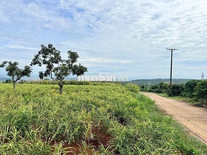 Em bán lô đất tại View dốc 800 - Đinh Văn, Lâm Đồng