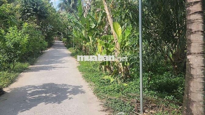 Chính chủ cần bán đất Thanh Tân, Mỏ Cày Bắc, Bến Tre