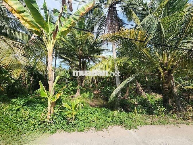 Chính chủ cần bán đất Thanh Tân, Mỏ Cày Bắc, Bến Tre