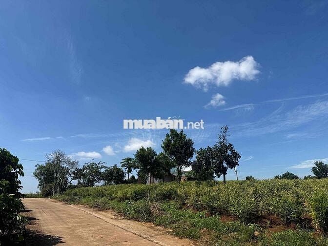 Em bán lô đất tại View dốc 800 - Đinh Văn, Lâm Đồng