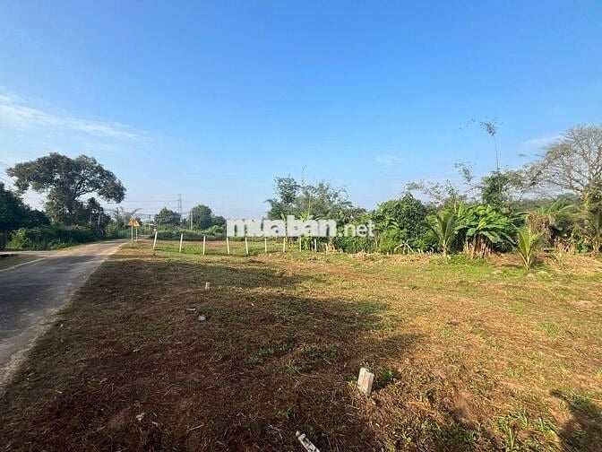 Bán đất vườn sẵn thổ cư 258m2, trong đó có hơn 100m2 thổ cư tại Cẩm Mỹ