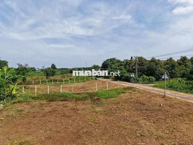 Bán đất vườn sẵn thổ cư 258m2, trong đó có hơn 100m2 thổ cư tại Cẩm Mỹ