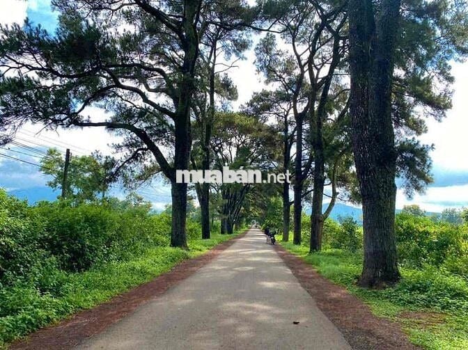 Chính chủ bán đất P2 BảoLộc view hồ tặng nhà 499triệu công chứng ngay