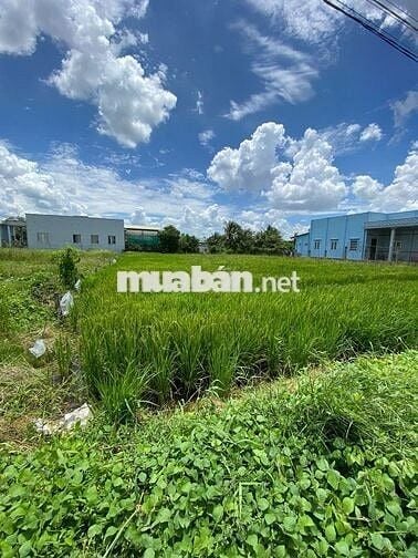 đất Thổ cư cho anh em cần phân lô bán nền