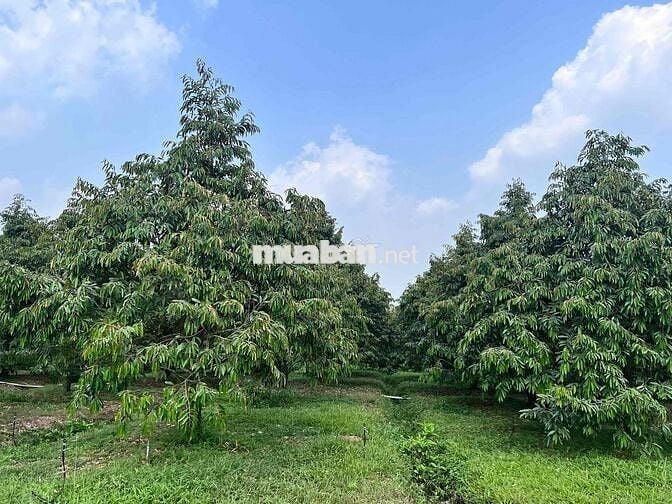 BÁN RESORT VILLA  2,7HA – BẮC TÂN UYÊN,