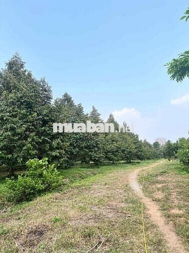 BÁN RESORT VILLA  2,7HA – BẮC TÂN UYÊN,