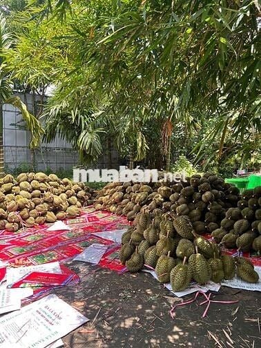 BÁN RESORT VILLA  2,7HA – BẮC TÂN UYÊN,