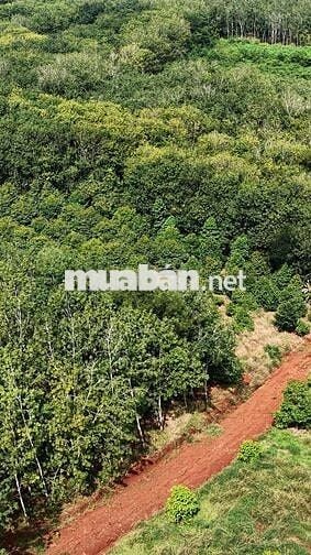 Đất Rẫy Sầu Riêng + Cao Su Ở Phường Bình Phước (Tp. Đồng Xoài Cũ)