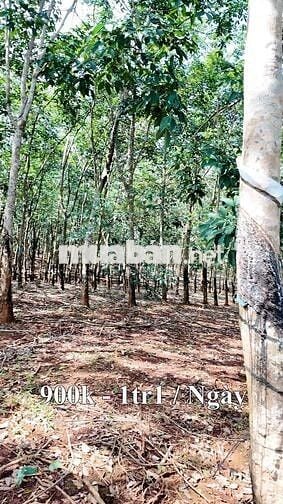 Đất Rẫy Sầu Riêng + Cao Su Ở Phường Bình Phước (Tp. Đồng Xoài Cũ)