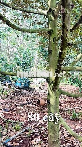 Đất Rẫy Sầu Riêng + Cao Su Ở Phường Bình Phước (Tp. Đồng Xoài Cũ)