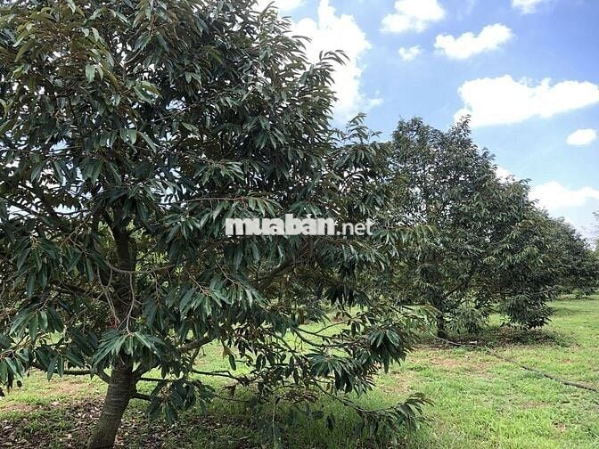 BÁN GẤP LÔ RẪY FULL SẦU THÁI NĂM 8, SÁT NGAY BỆNH VIỆN MỚI BUÔN HỒ