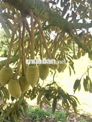 BÁN GẤP LÔ RẪY FULL SẦU THÁI NĂM 8, SÁT NGAY BỆNH VIỆN MỚI BUÔN HỒ