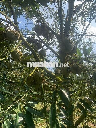 BÁN GẤP LÔ RẪY FULL SẦU THÁI NĂM 8, SÁT NGAY BỆNH VIỆN MỚI BUÔN HỒ