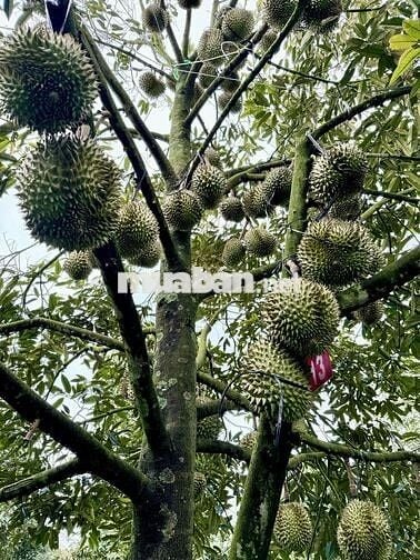 BÁN GẤP LÔ RẪY FULL SẦU THÁI NĂM 8, SÁT NGAY BỆNH VIỆN MỚI BUÔN HỒ