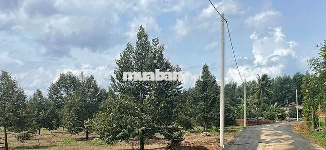 1.3 sào Sầu Thái được 11 gốc, đã thu 2 năm. Sản lượng tốt 366tr