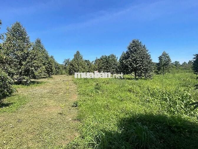 1.3 sào Sầu Thái được 11 gốc, đã thu 2 năm. Sản lượng tốt 366tr