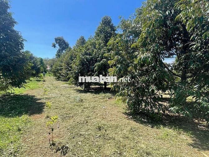 1.3 sào Sầu Thái được 11 gốc, đã thu 2 năm. Sản lượng tốt 366tr