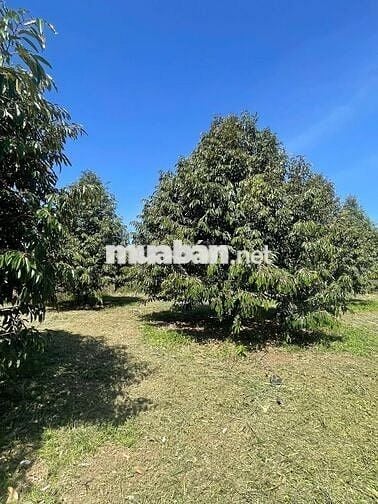 1.3 sào Sầu Thái được 11 gốc, đã thu 2 năm. Sản lượng tốt 366tr