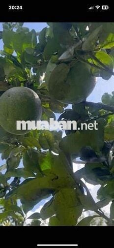 Bán Đất sổ riêng tặng vườn bưởi đang thu hoạch. tặng hàng rào