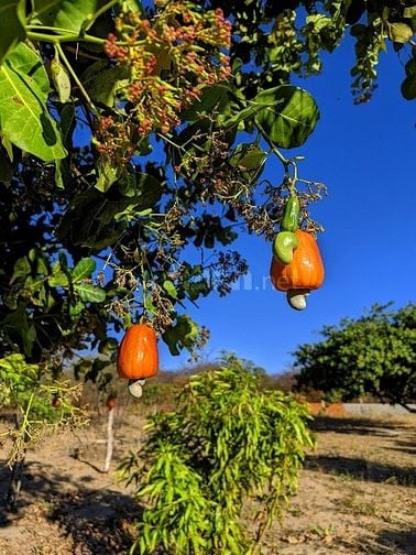 MỘT MẢNH ĐẤT MỚI TOANH GIÁP SUỐI - VIEW HỒ TRỊ AN - SẴN NHÀ CONTAINER 
