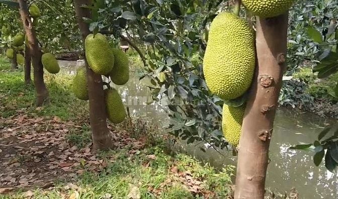 MỘT MẢNH ĐẤT MỚI TOANH GIÁP SUỐI - VIEW HỒ TRỊ AN - SẴN NHÀ CONTAINER 