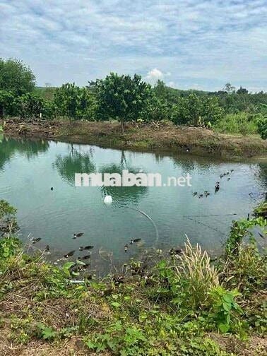 Bán Đất sổ riêng tặng vườn bưởi đang thu hoạch. tặng hàng rào