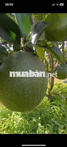 Bán Đất sổ riêng tặng vườn bưởi đang thu hoạch. tặng hàng rào