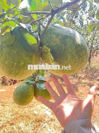 Bán Đất sổ riêng tặng vườn bưởi đang thu hoạch. tặng hàng rào