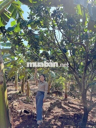 Bán Đất sổ riêng tặng vườn bưởi đang thu hoạch. tặng hàng rào