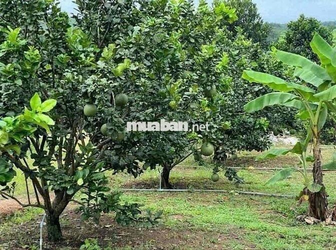 Bán Đất sổ riêng tặng vườn bưởi đang thu hoạch. tặng hàng rào