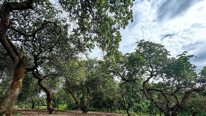 MỘT MẢNH ĐẤT MỚI TOANH GIÁP SUỐI - VIEW HỒ TRỊ AN - SẴN NHÀ CONTAINER 