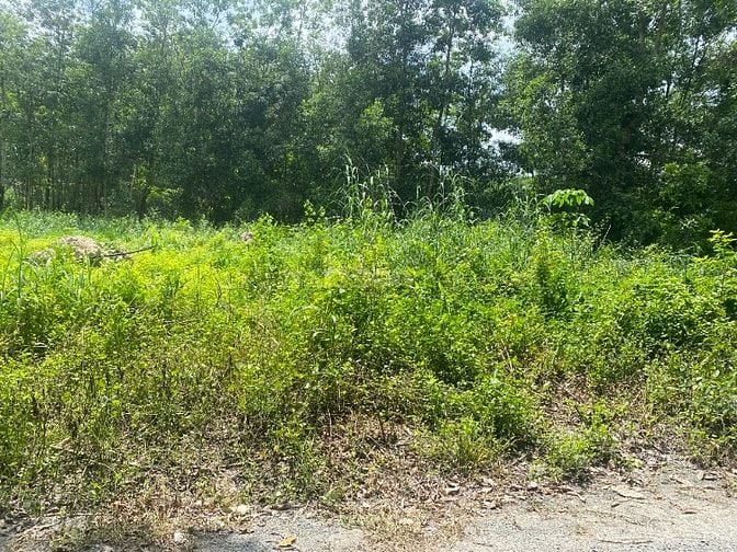 BÁN ĐẤT KHU CÔNG NGHIỆP VSIP 3 – VỊ TRÍ VÀNG ĐẦU TƯ, TIỀM NĂNG TĂNG GI