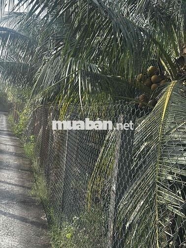 ĐẤT THO GIÁ RẺ VÀNH ĐAI LỢI BINH NHON