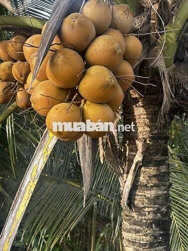 ĐẤT THO GIÁ RẺ VÀNH ĐAI LỢI BINH NHON