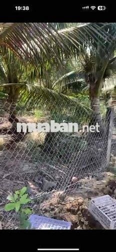 ĐẤT THO GIÁ RẺ VÀNH ĐAI LỢI BINH NHON