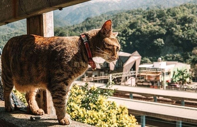 ĐẤT VƯỜN NGHỈ DƯỠNG ĐẸP CẬN TẾT - BÁM SUỐI - VIEW HỒ TRỊ AN - SĂN MÂY 