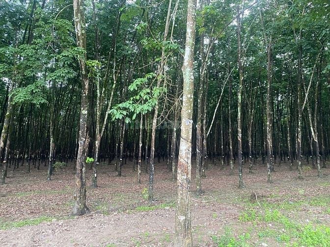 CTY ĐẤU GIÁ HỢP DANH TRỰC TUYẾN VIỆT NAM (VNOA) TỔ CHỨC ĐẤU GIÁ