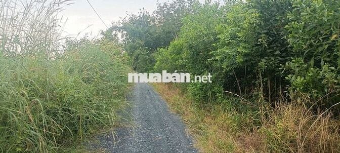 Bán 3977m2 Phú Mỹ Hưng, Củ Chi thửa 959