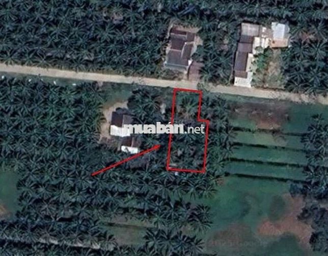 Giá rẻ đất Tân Phong, Thạnh Phú, Bến Tre 507m2. giá 350 triệu HH 3%