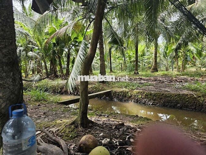 Đất vườn nghỉ dưỡng Phú Khương mới 3,6 công