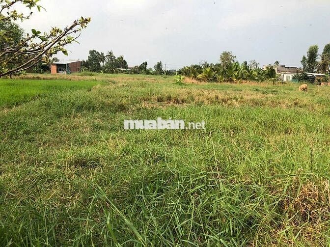 265m2 ngang 7met, hướng Nam, ở Bình Đông, thị Xã Gò Công